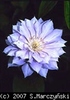 Clematis_Belle_of_Woking_K1