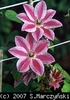 Clematis_Capitan_Thuilleaux_K1