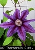 Clematis_Fireworks_K1