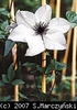 Clematis_florida_K1