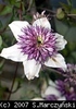 Clematis_florida_Sieboldii_K1