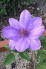 Clematis_Gabriel Narutowicz_K1