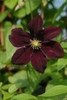 Clematis_Gizela_K1