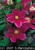 Clematis_Hania_K1
