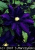 Clematis_Hotaka_K1