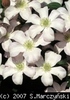 Clematis_Huldine_K1