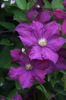 Clematis_Jenny Caddick_K1