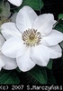Clematis_Jerzy_Popieluszko_K1