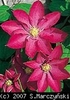 Clematis_Kakio_K1