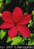 Clematis_Kardynal_Wyszynski_K1