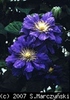 Clematis_Kiri_Te_Kanawa_K1