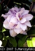 Clematis_Louise_Rowe_K1