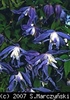 Clematis_macropetala_Blue_Bird_K1