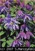 Clematis_macropetala_Cecile_K1