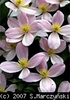 Clematis_macropetala_var_rubens_K1