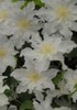 Clematis_Mercury_K1