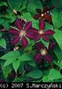 Clematis_Mikelite_K1