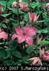 Clematis_Minister_K1