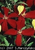 Clematis_Mme_Julia_Correvon_K1
