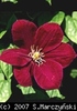 Clematis_Monte_Cassino_K1
