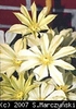 Clematis_Moonlight_K1