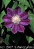 Clematis_Myoojoo_K1