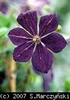 Clematis_Negritjanka_K2