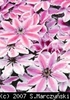 Clematis_Nelly_Moser_K1