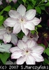 Clematis_Omoshiro_K1