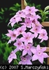 Clematis_Pink_Fantasy_K1