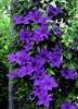 clematis_president