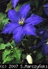 Clematis_Rhapsody_K1