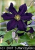 Clematis_Romantica_K1