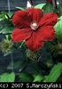 Clematis_Rouge_Cardinal_K1