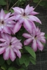 Clematis_Serafina_K1