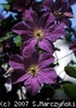 Clematis_Solina_K1