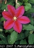 Clematis_Sunset_K1
