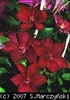 Clematis_Syrena_K1