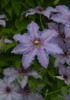 Clematis_The_First_Lady_K1
