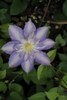 Clematis_Thyrislund_K1