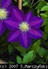 Clematis_Vagabond_K1