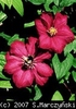 Clematis_Ville_de_Lyon_K1