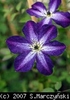 Clematis_Viticella_Night_Veil_K1