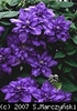 Clematis_Vyvyan_Pennell_K1