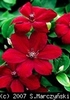 Clematis_Westerplatte_K1