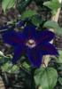 Clematis_Wildfire_K1