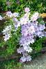 Clematis-Montana
