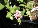 Crassula cv. Bride's Bouchet - 05.2010