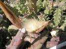 explozie la fructul de H. keniensis 05.2010