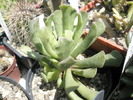Adromischus poellinitzianus - 05.2010